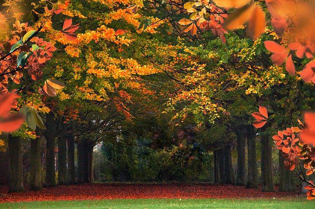 bed and breakfast forest view